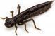 Силикон FishUp Dragonfly 1.7in (8шт) в форме стрекозы с запахом креветки (цвет 80) (10058112) 10058112 фото