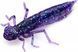 Силикон FishUp Dragonfly 1.7in (8шт) в форме стрекозы с запахом креветки (цвет 81) (10058132) 10058132 фото
