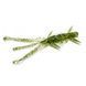 Силикон FishUp Shrimp 3" #042 Watermelon Seed (10065109) 10065109 фото