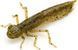 Силикон FishUp Dragonfly 1.7in (8шт) в форме стрекозы с запахом креветки (цвет 82) (10058117) 10058117 фото