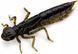 Силікон FishUp Dragonfly 0.75in (12шт) в формі стрекози з запахом креветки (колір 56) (10056110) 10056110 фото