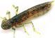 Силікон FishUp Dragonfly 1.2in (10шт) в формі стрекози з запахом креветки (колір 63) (10057106) 10057106 фото
