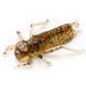 Силикон FishUp Dragonfly 1in/30мм/10шт/цвет 045 (10003121) 10003121 фото