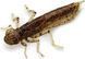 Силікон FishUp Dragonfly 1.2" #045 /Green Pumpkin/Red & Black (10057121) 10057121 фото