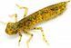 Силикон FishUp Dragonfly 1.7in (8шт) в форме стрекозы с запахом креветки (цвет 76) (10058108) 10058108 фото