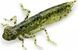 Силикон FishUp Dragonfly 1.7in (8шт) в форме стрекозы с запахом креветки (цвет 77) (10058109) 10058109 фото