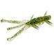 Силікон FishUp Shrimp 4.5" #042 Watermelon Seed (10080109) 10080109 фото