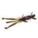 Силикон FishUp Shrimp 3" #050 Green Pumpkin Brown/Red & Purple (10065112) 10065112 фото