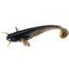 Силікон FishUp Catfish 3in / 75мм / 8шт / колір 043 (10025110) 10025110 фото